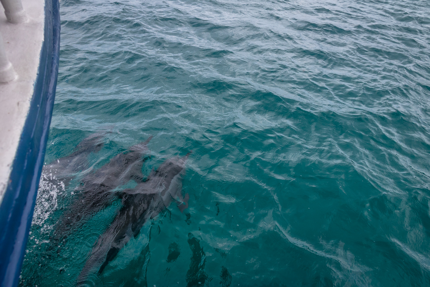 Dolphin & Whale